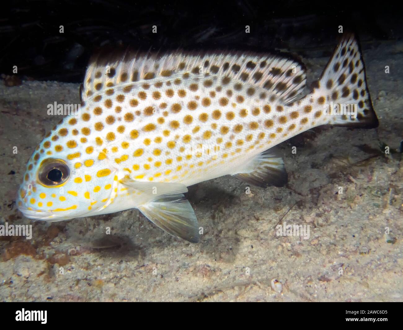 Una Sweetlips dorata (Plectorhinchus flavomaculatus) Foto Stock