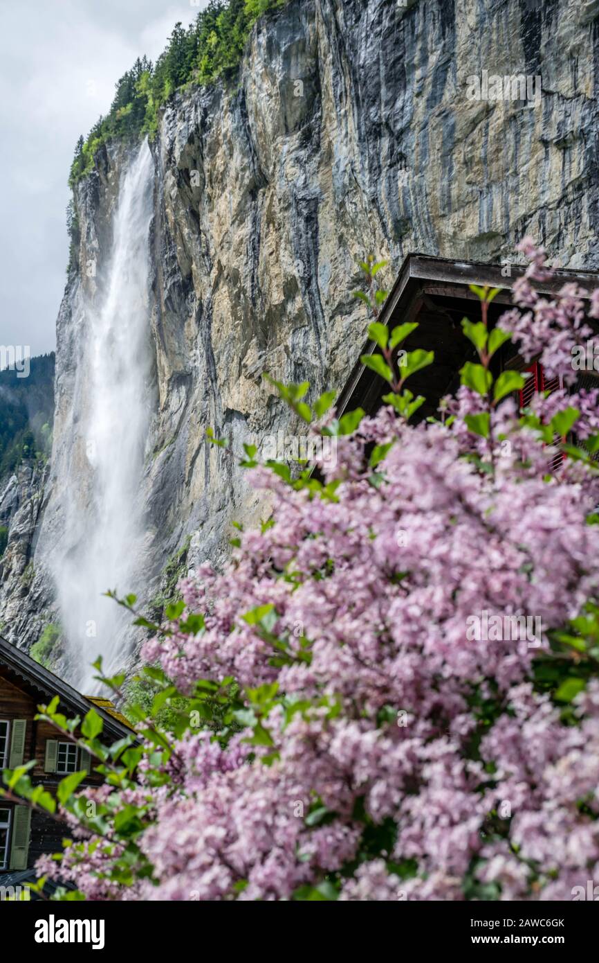 Cascata di Staubbach con fiori di primo piano, Lauterbrunnen Svizzera Foto Stock