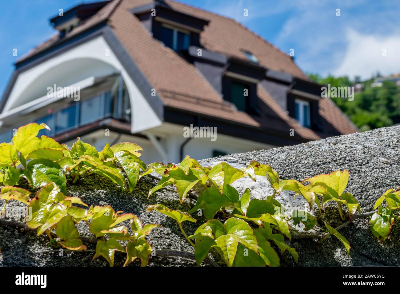 Ivy pianta su primo piano e casa in background Foto Stock