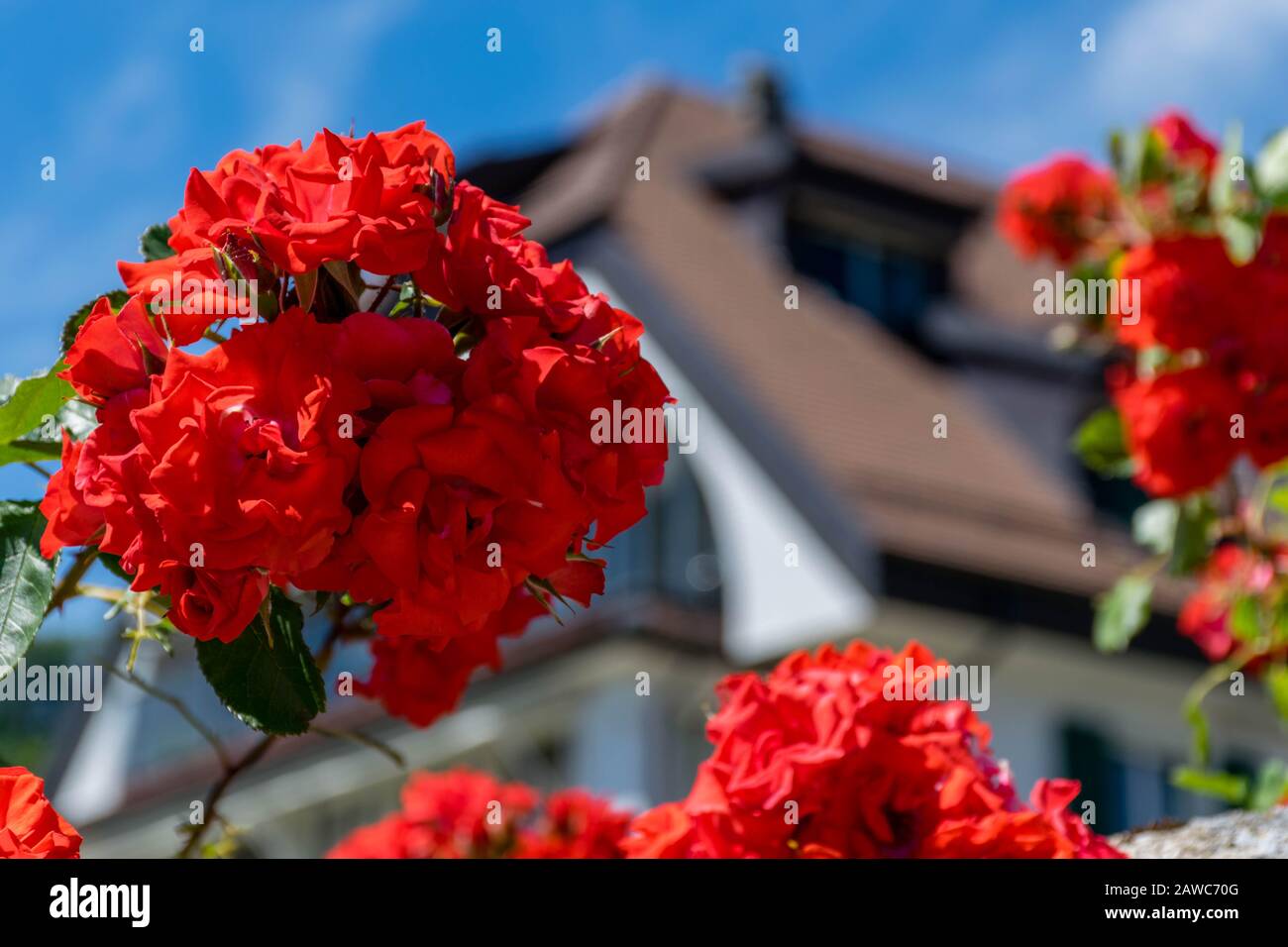 Rose rosse sul primo piano, cielo blu e casa su sfondo sfocato Foto Stock