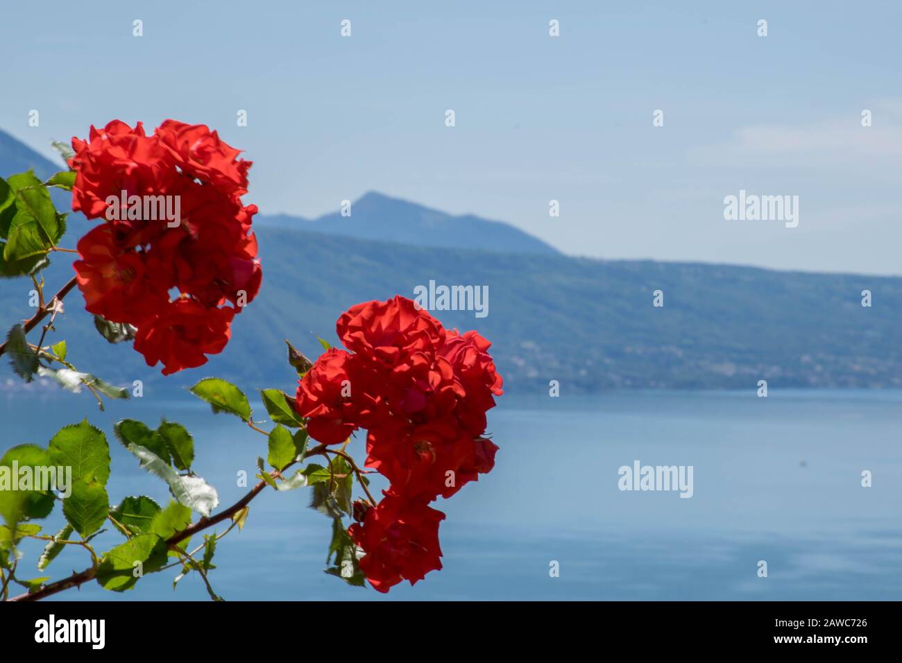 Splendide rose romantiche e il lago di Ginevra e le Alpi sullo sfondo, Svizzera Foto Stock