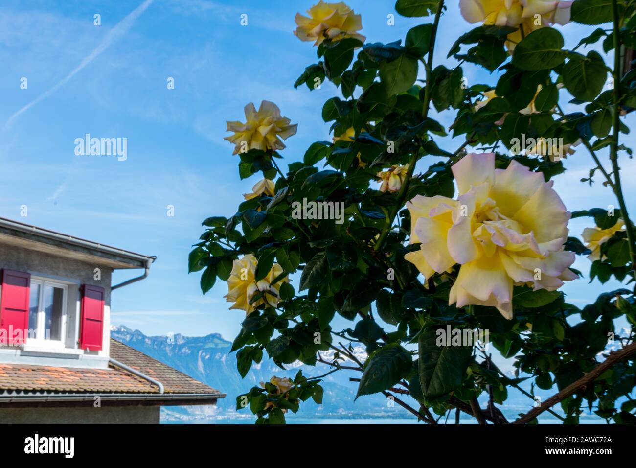 Rose bianche e gialle vicino alla finestra rossa Foto Stock