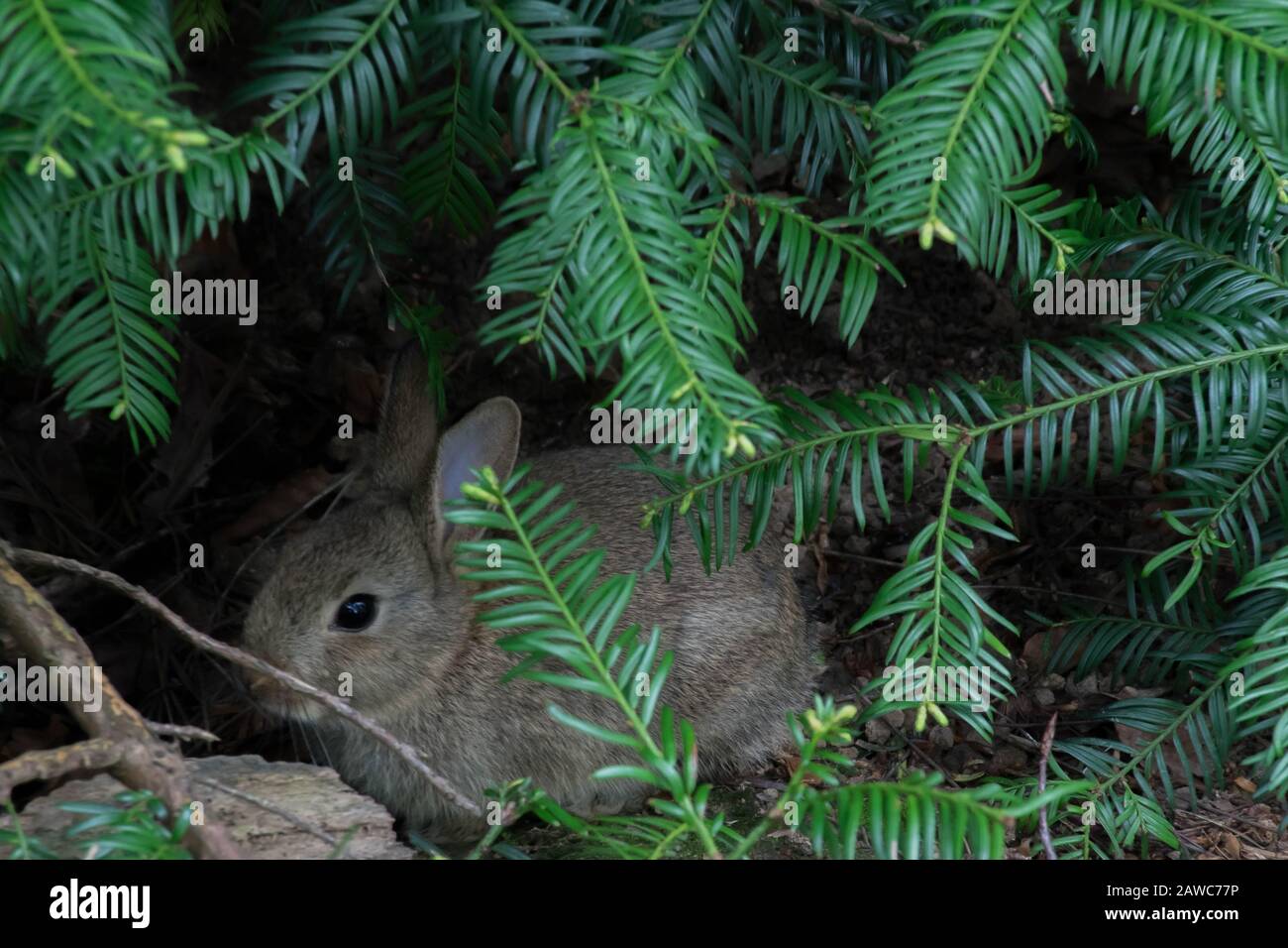 Single hare sotto il pino Foto Stock