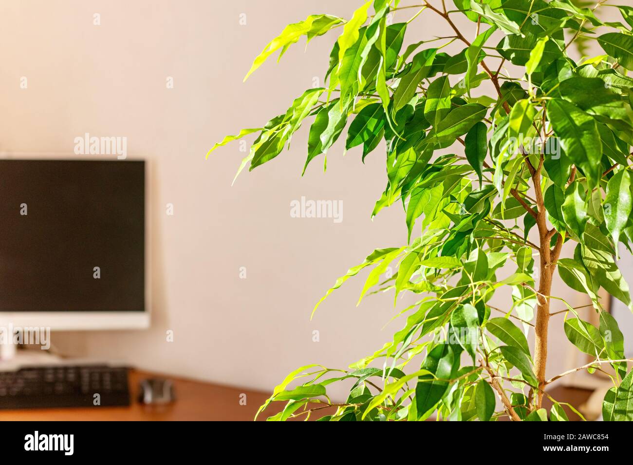 Ficus Beniaminina (Ficus Benjamina) all'interno dell'ufficio domestico. Home design, fiori interni. Primo piano. Foto Stock