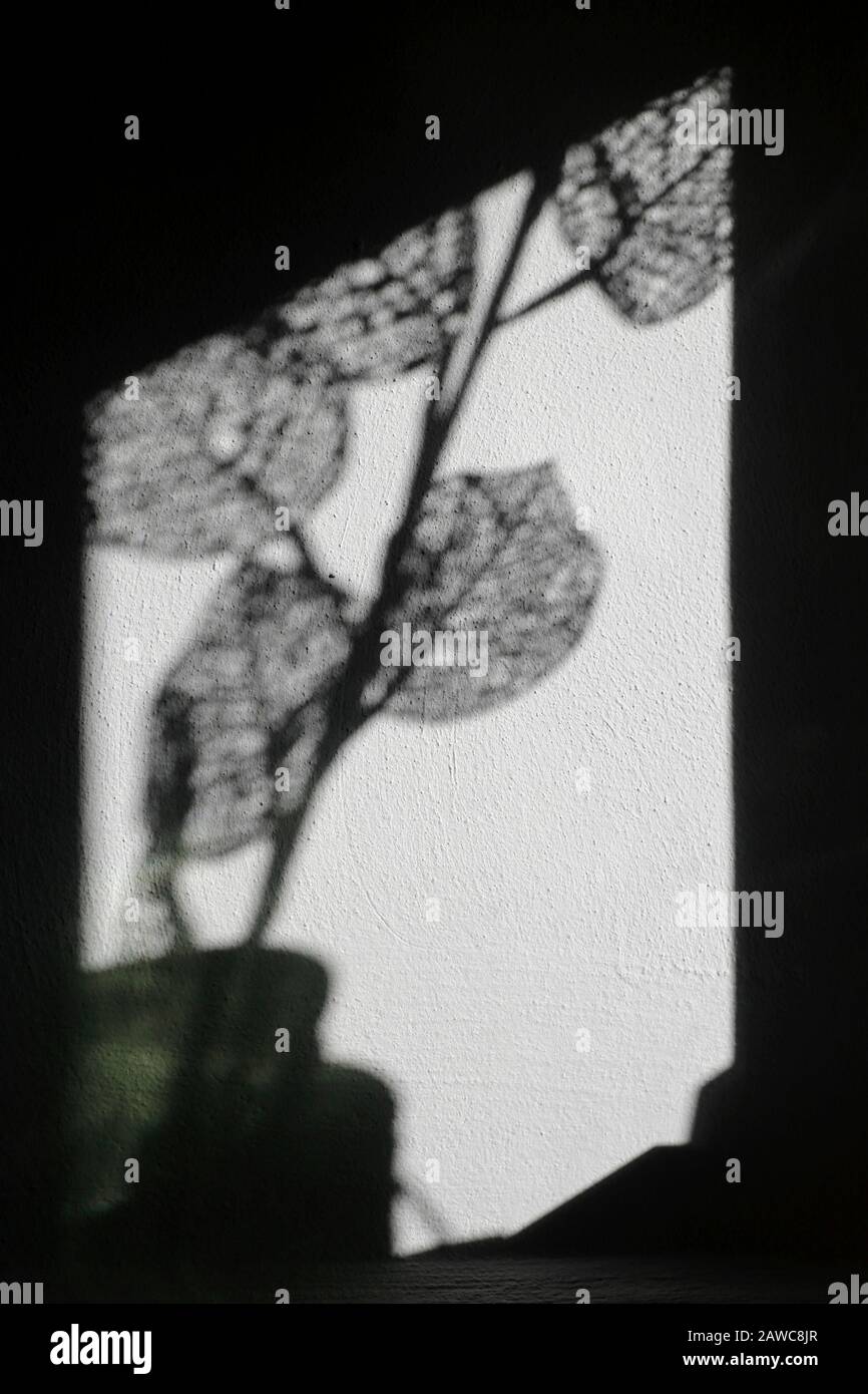 Moody Abstract immagine di Netlike Shadows per copertine di libri o altro uso artistico vi Foto Stock