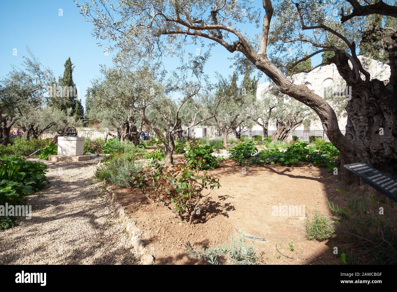 Millenni di olivi nel Giardino di Getsemani, Israele Foto Stock