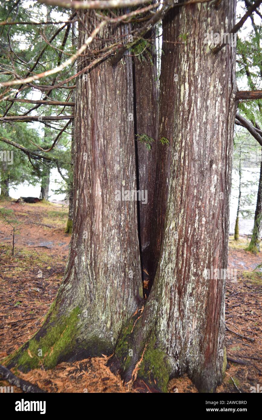 Washington, U.S.A. 19 ottobre 2017. Olympic National Park Moments In Time Trail. Sentiero tranquillo attraverso alberi di pino coperti da muschio, felci e parotite. Foto Stock