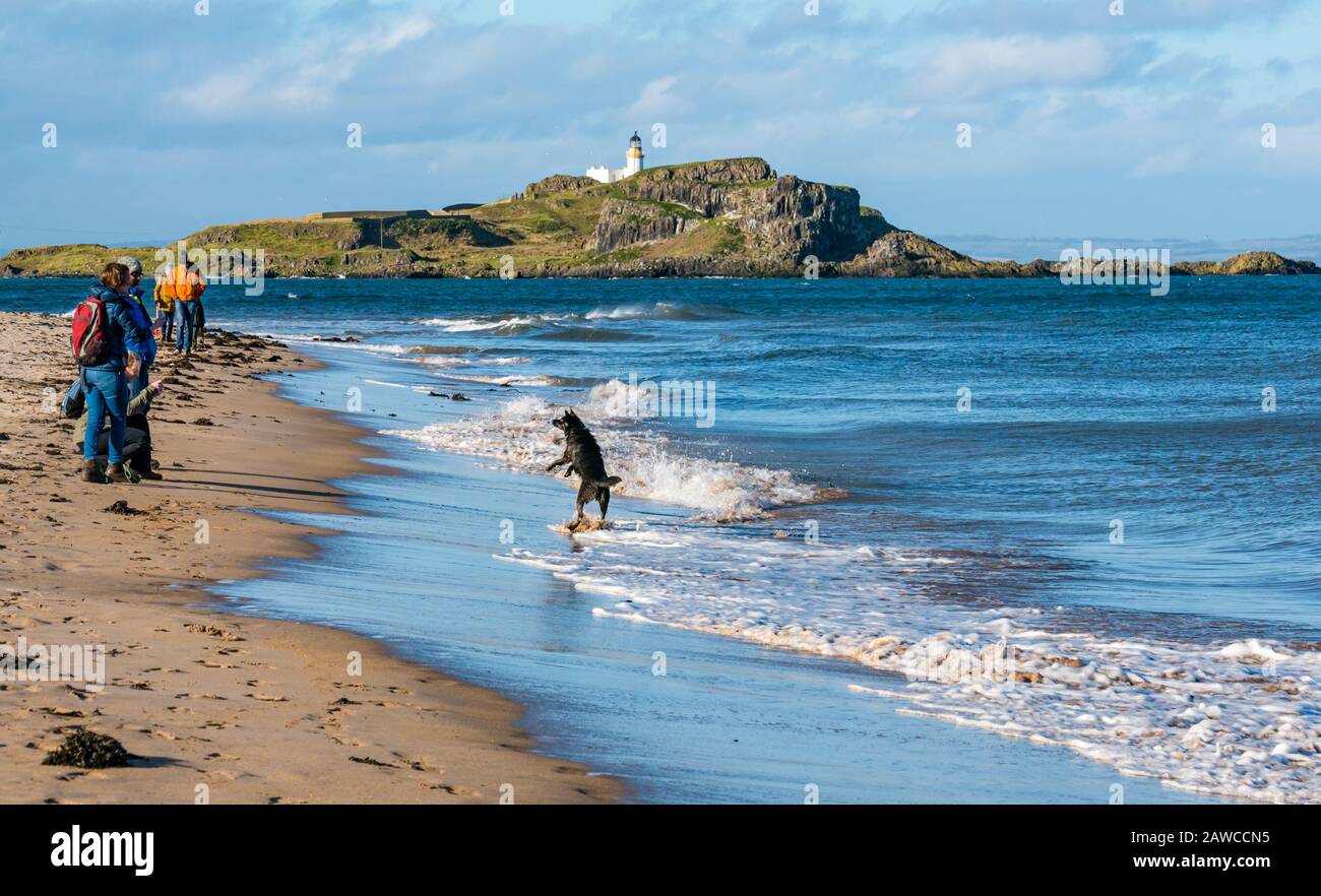 Yellowcraig, East Lothian, Scozia, Regno Unito. 8th Feb, 2020. UK Meteo: Una giornata luminosa, soleggiata ma molto ventosa sulla spiaggia sulla riva del Firth of Forth, come un tempo davanti annuncia l'arrivo della Storm Ciara. La gente gode il sole e un cane gioca nelle onde Foto Stock