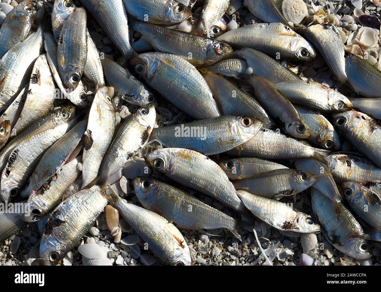 Red Tide: Spiaggia coperta di pesci morti uccisi dalla fioritura di alghe rosse tossiche. Foto Stock