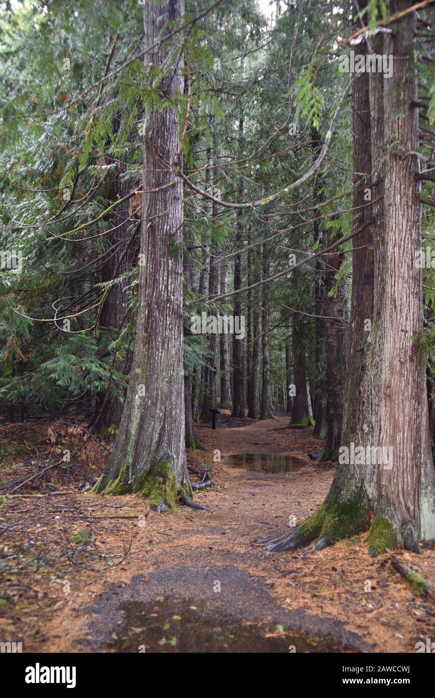 Washington, U.S.A. 19 ottobre 2017. Olympic National Park Moments In Time Trail. Sentiero tranquillo attraverso alberi di pino coperti da muschio, felci e parotite. Foto Stock