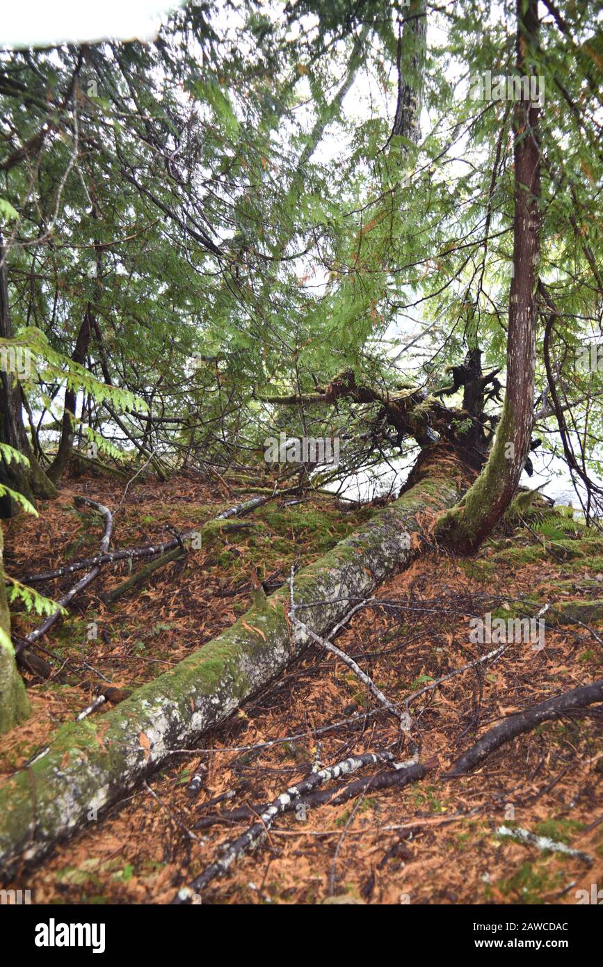Washington, U.S.A. 19 ottobre 2017. Olympic National Park Moments In Time Trail. Sentiero tranquillo attraverso alberi di pino coperti da muschio, felci e parotite. Foto Stock