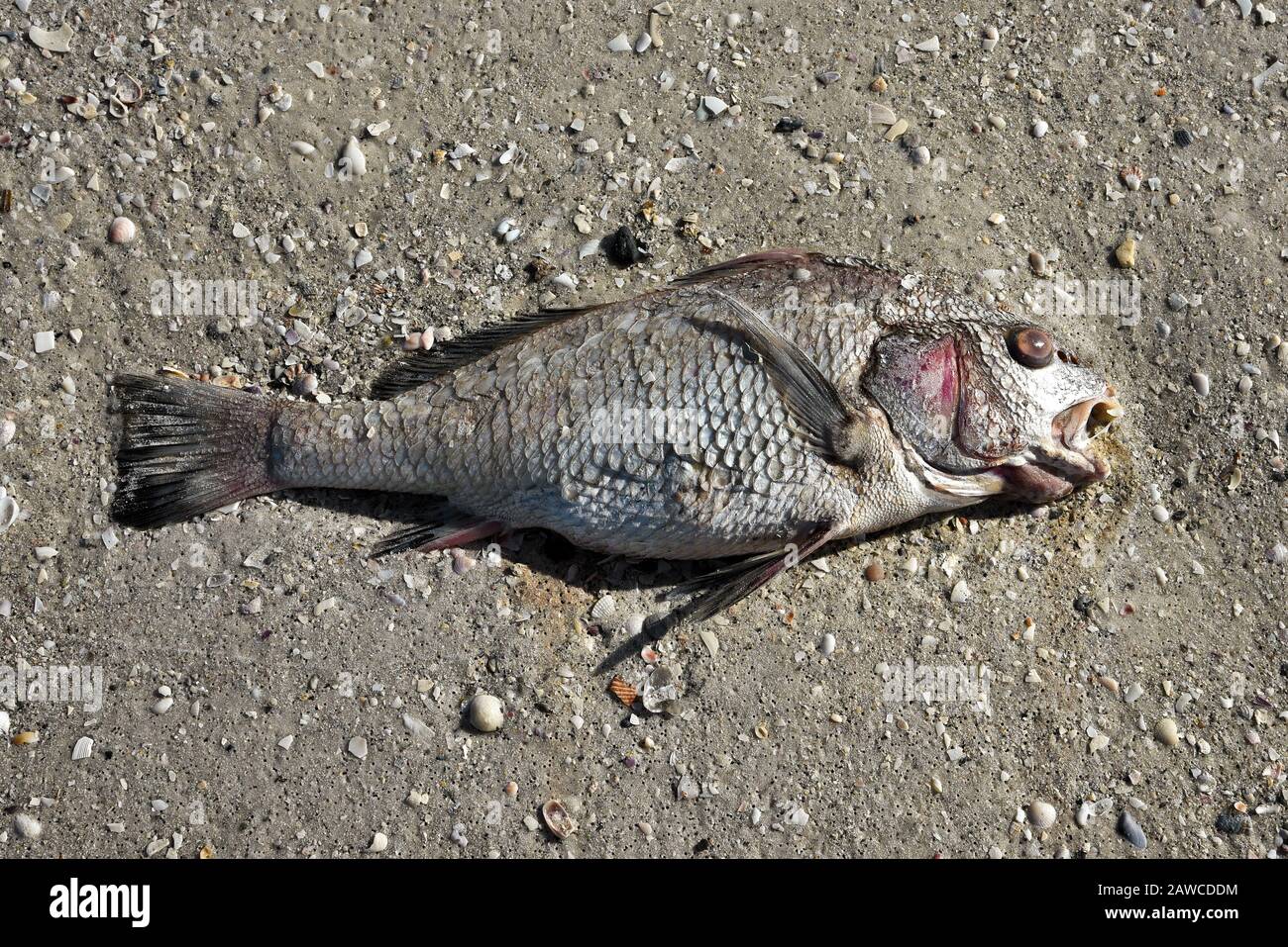 Pesci morti che si trovano sulla spiaggia uccisi da Red Tide nel Golfo del Messico Foto Stock