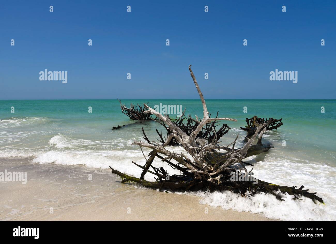 Bella Weathered Driftwood sulla spiaggia di birra possono isola Longboat Key Florida Foto Stock
