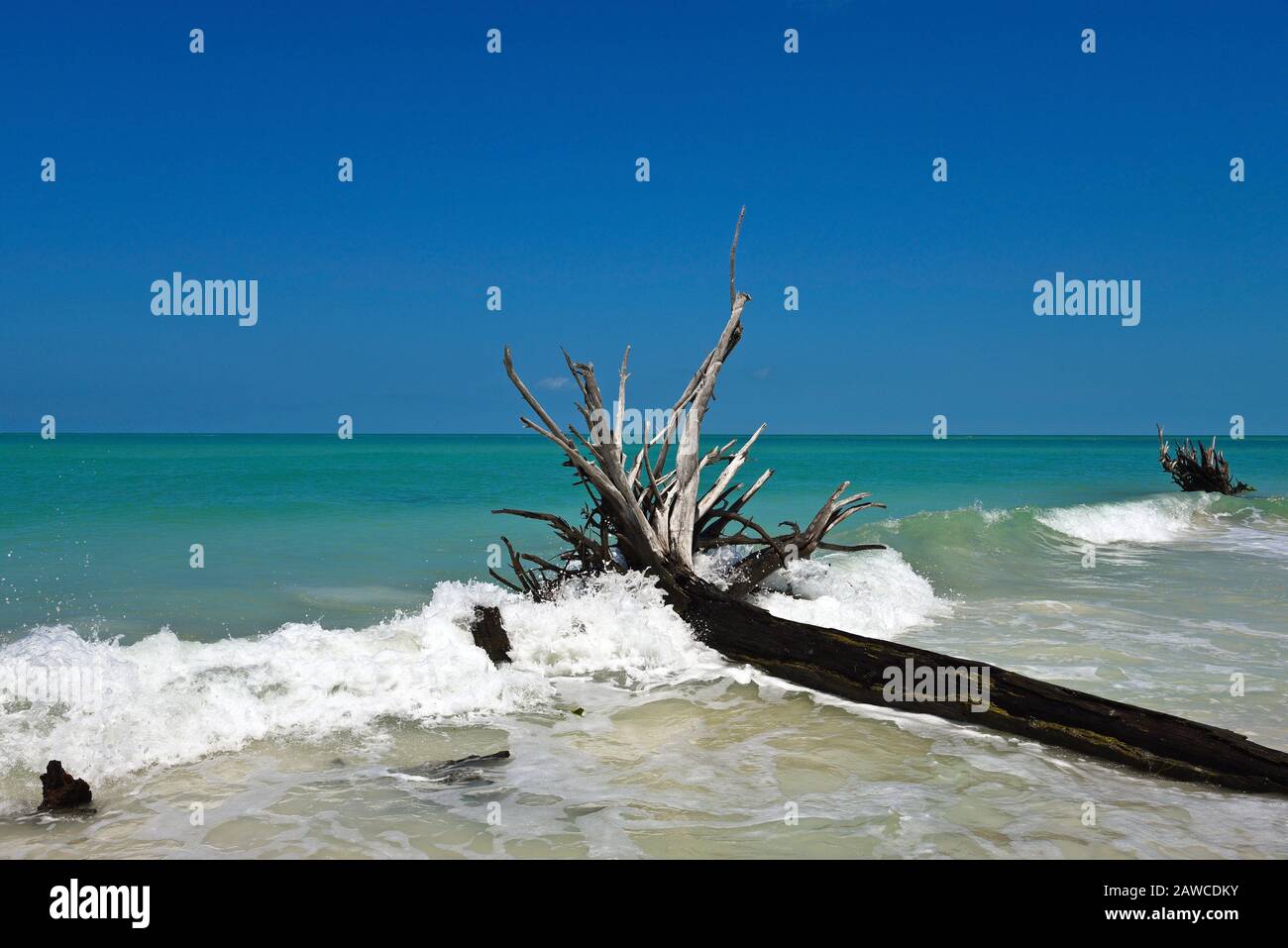 Bella Weathered Driftwood sulla spiaggia di birra possono isola Longboat Key Florida Foto Stock