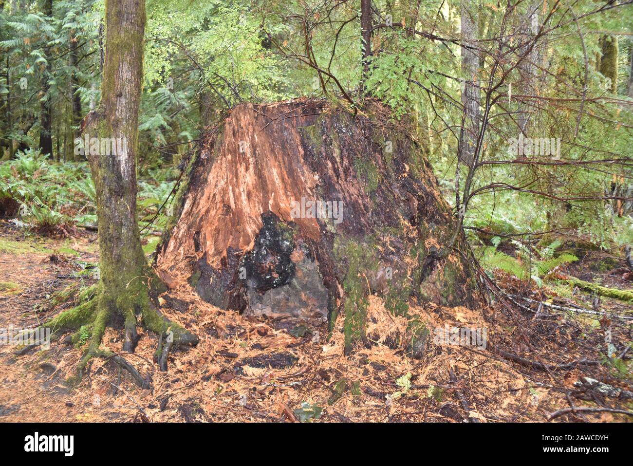 Washington, U.S.A. 19 ottobre 2017. Olympic National Park Moments In Time Trail. Sentiero tranquillo attraverso alberi di pino coperti da muschio, felci e parotite. Foto Stock