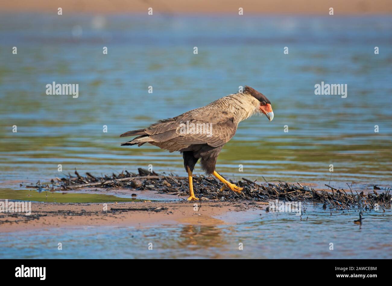 Caracara meridionale Crested Pattugliando un Sandbar nel Pantanal nel Parco Nazionale Pantanal in Brasile Foto Stock