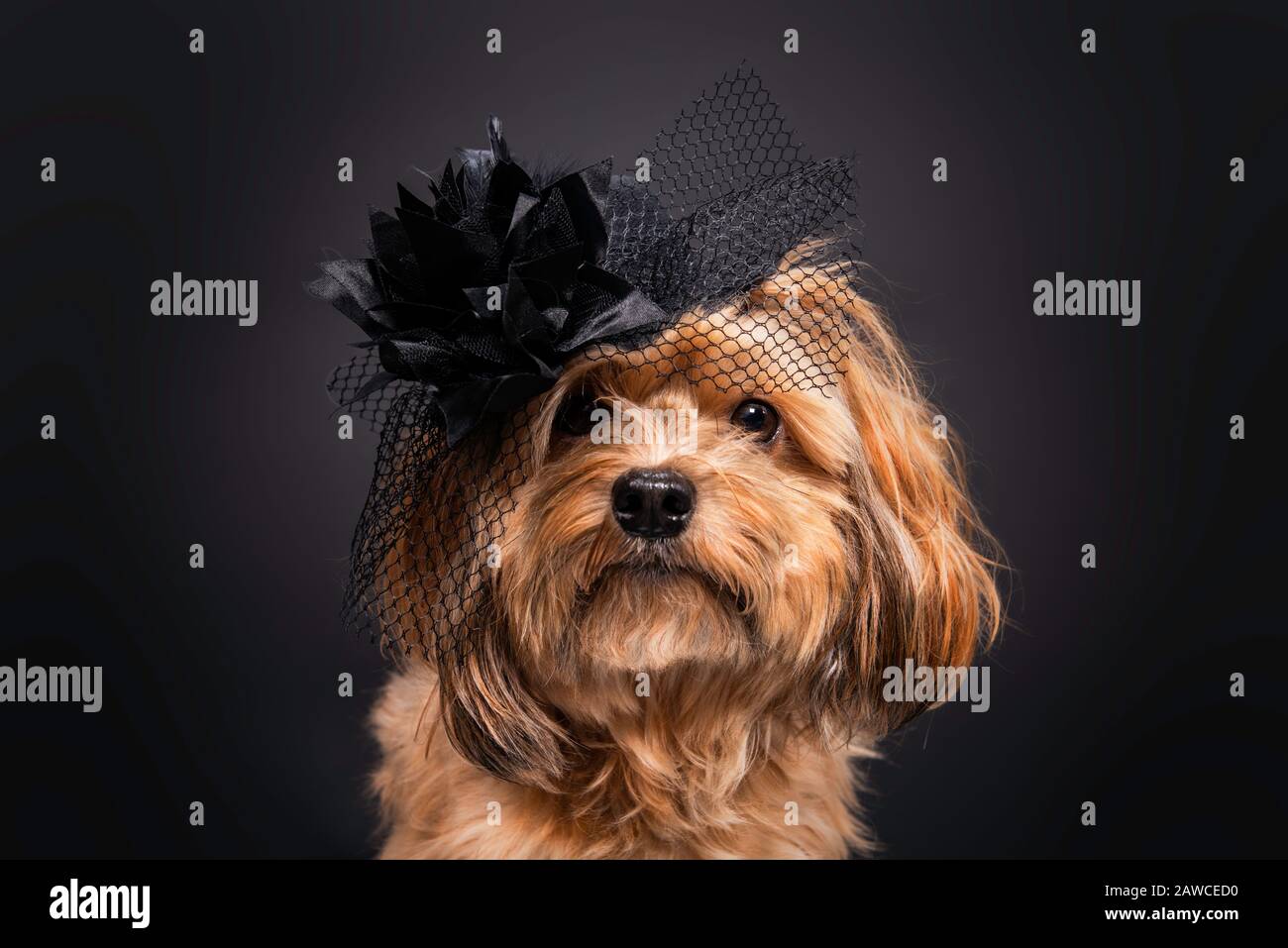 carino piccolo cane con un elegante cappello nero Foto Stock