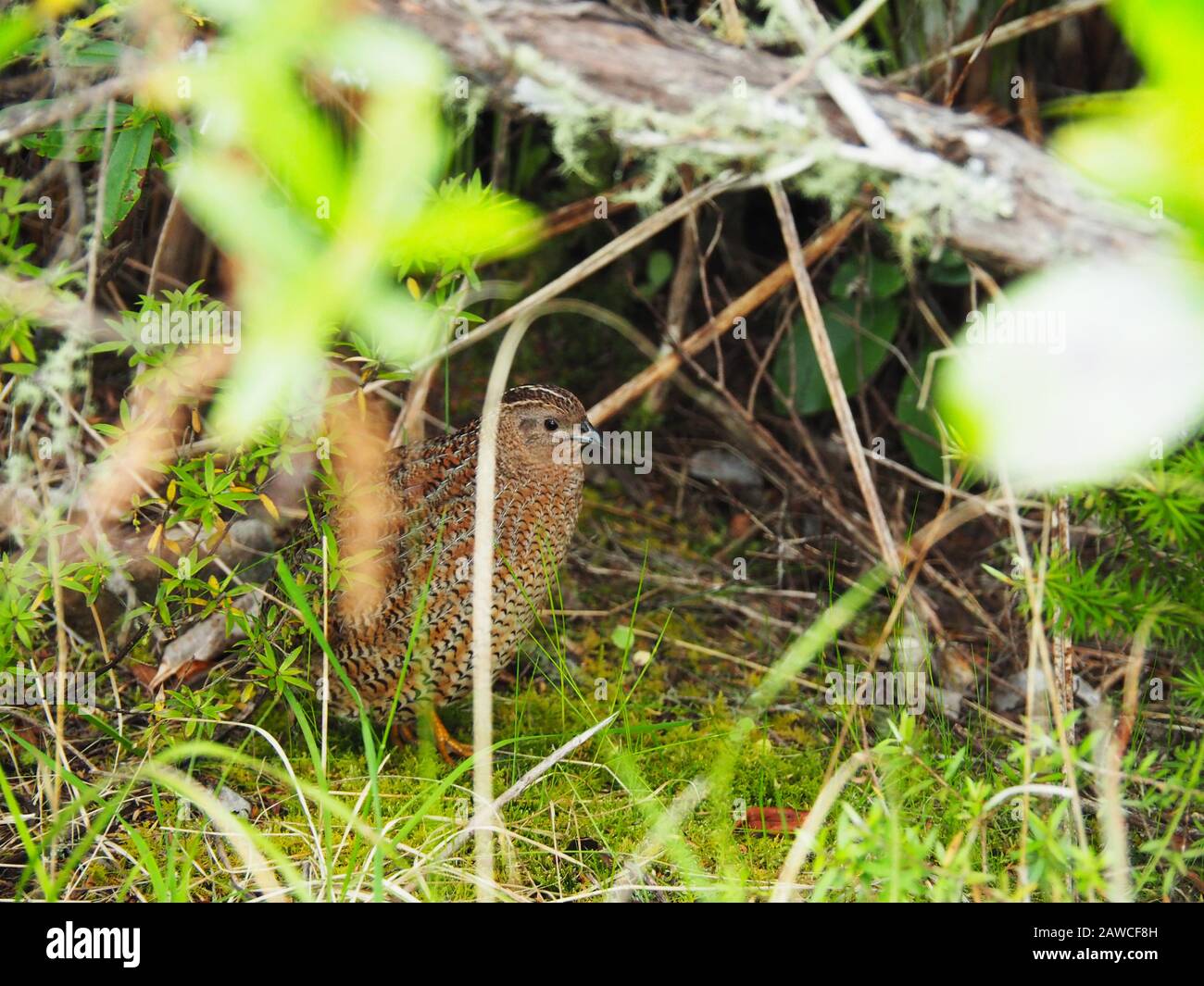 Brown Quail (Coturnix ypsilophora) sull'isola di Rangitoto - È Flies ma Sembra che non Dovrebbe Foto Stock