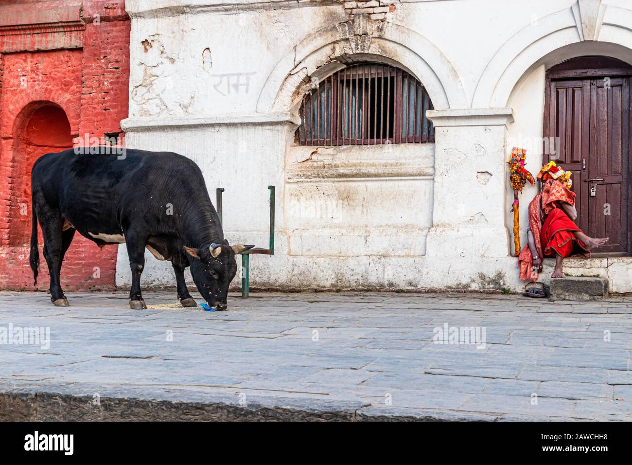 Pashupatinath, Kathmandu, Nepal, Asia - 16 dicembre 2019: La Santa mucca mangia cibo da terra accanto al santo uomo Sadhu nel complesso del tempio Foto Stock