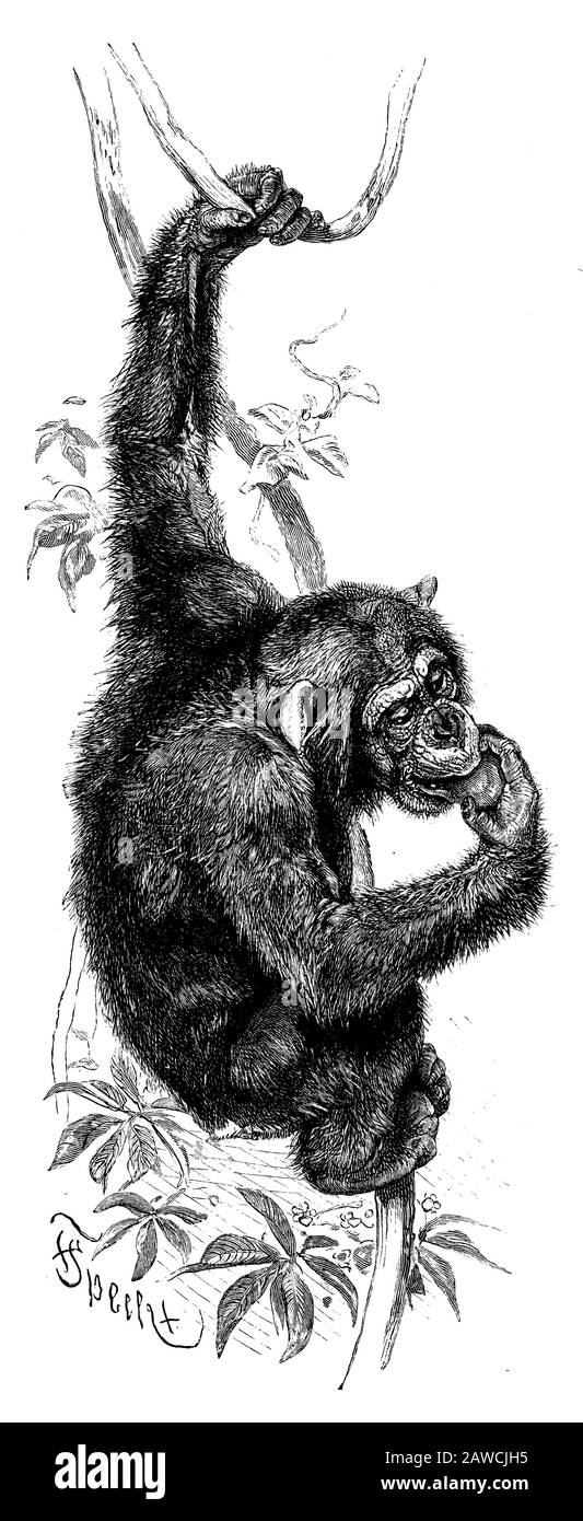Chimpanzee, Pan troglodytes, Friedrich Specht (enciclopedia, 1888) Foto Stock