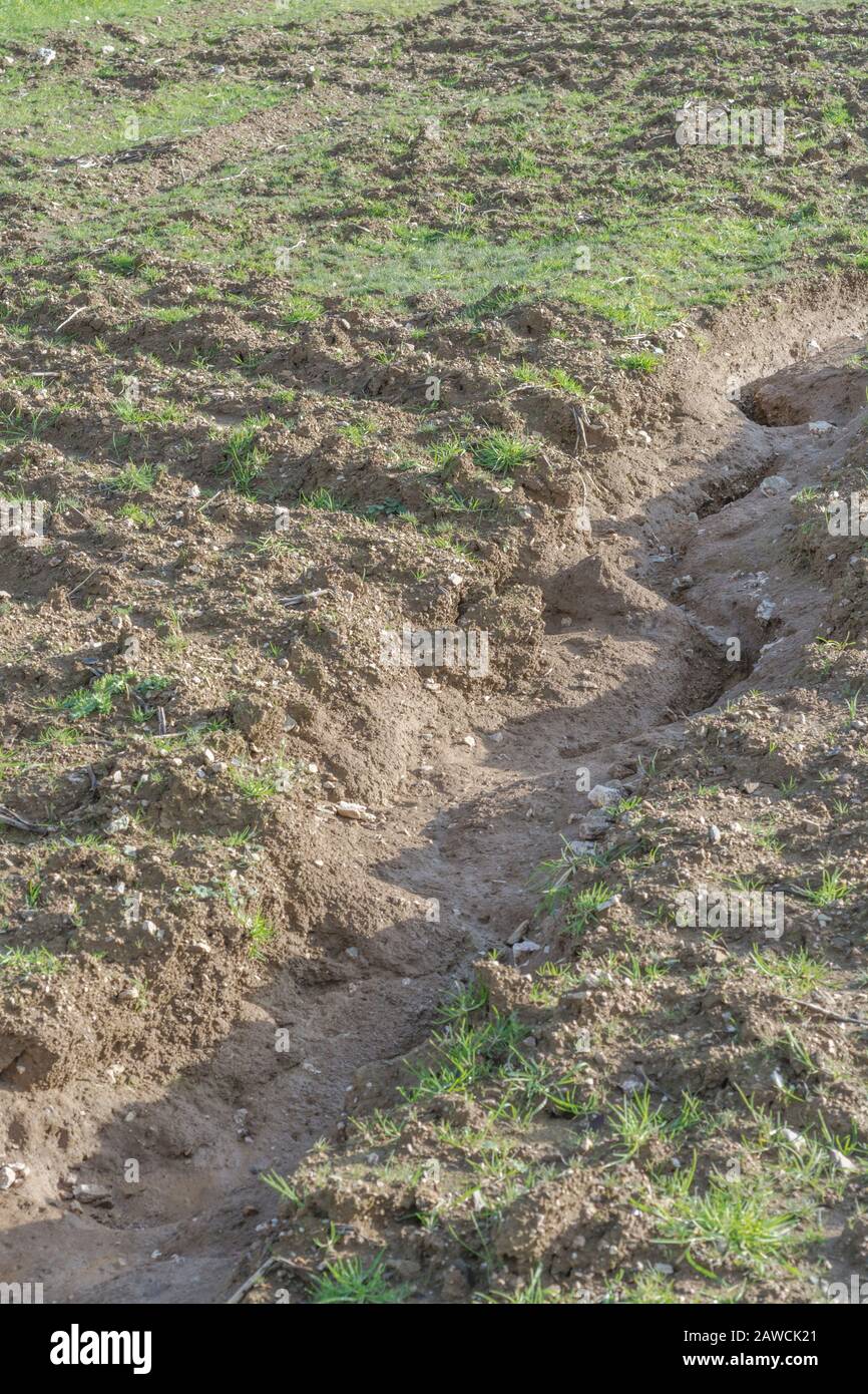 Canale di erosione dell'acqua / canali di lavaggio dell'erosione dell'aneto nel campo arabile del Regno Unito dove la pioggia ha lavato via topsoil. Erosione di acqua di superficie, perdita di suolo, burrone di suolo. Foto Stock