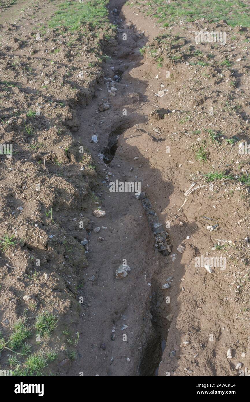Canale di erosione dell'acqua / canali di lavaggio dell'erosione dell'aneto nel campo arabile del Regno Unito dove la pioggia ha lavato via topsoil. Erosione di acqua di superficie, perdita di suolo, burrone di suolo. Foto Stock