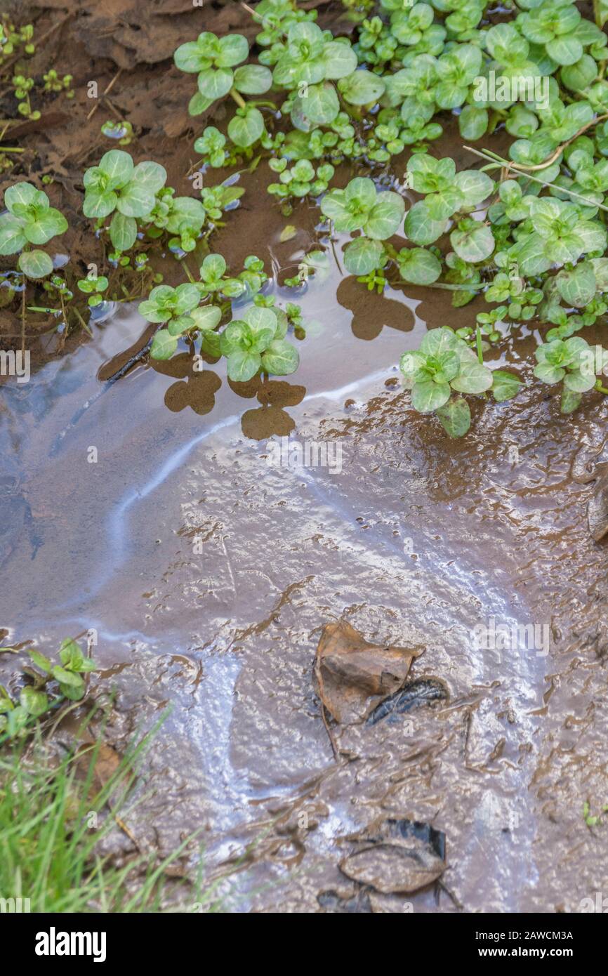 Brooklime / Veronica beccabunga crescere in acqua di un petrolio o diesel inquinato fosso di drenaggio. Brooklime è commestibile ma qui è unsafe per mangiare o foraggio. Foto Stock