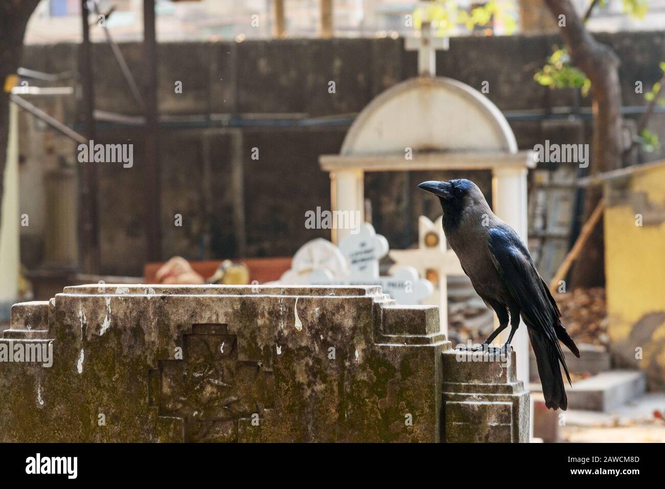 Crow nel cimitero Foto Stock