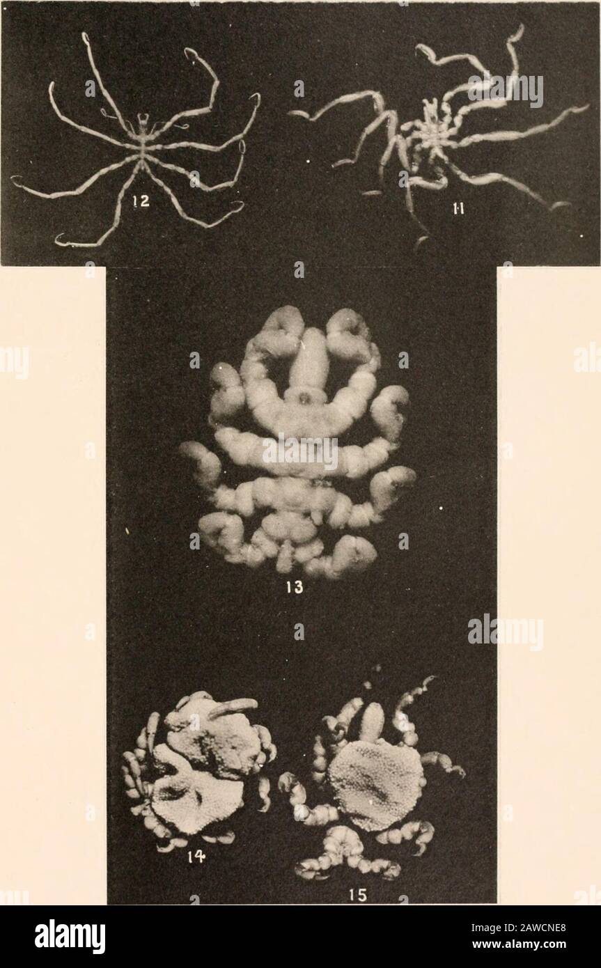 Harriman Alaska serie . PYCNOGONIDA MELIOTYPE CO.. BOSTON. PIASTRA XIV. Fig. II. Halosoma mridintestinalis gen. Nov., sp. Nov., female (?) (Lotto 28), fromsopra. 12. Anoplodactyhis erectus sp. Nov., maschio (lotto 13), dall'alto. 13. Pycnogomtm stearsi Ives, femmina (lotto 17), dall'alto. 14. Pycnogonum stearsi Ives, maschio (lotto 21), dal basso, portando due masse d'uovo. 15. Pycnogonum stearsi Ives, maschio (lotto 21), dal basso, con un'unica massa d'uovo. (306) H. A E. VOL. X PLATl. PYCNOGONIDA HELIOTYPE CO.. BOSTON. PIASTRA XV Lectorhynchus marginatus sp. Nov. FIG. I. femmina dal lato sinistro (lotto 18). X Foto Stock