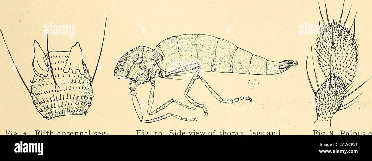 Relazione annuale . ae. Gli adulti di Miastorappaiono nel mese di giugno, mentre l'unica specie americana conosciuta di Oligarcesè stata presa nel mese di luglio. La seguente tabella faciliterà il riconoscimento dei generi in questo gruppo. Chiave PER GEXERA un Metatarso più lungo del secondo segmento b Tarsi quadriarticolare; 3 vene lunghe; palpi biarticolare Miastor Mein.bb Tarsi Particulate; 2 vene lunghe; Segmenti dell'antenna cilindrici Heteropeza Winn.aa Metatarsus più corti del secondo segmentb Tarsi quinquarticulate c membrana dell'ala finemente ventilata d vena 3d che si estende fino all'apice della vena quadriarticolare / 5th del winge Palpi per Foto Stock