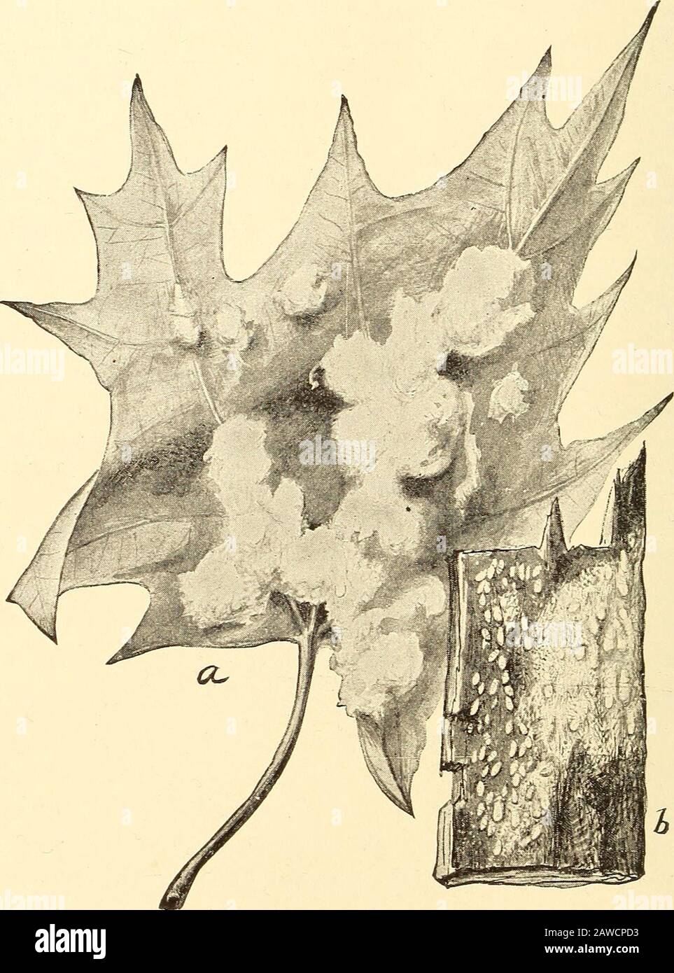 Relazione annuale . Mt Vernon andprossimità, anche se le segnalazioni di lesioni sono state ricevute da Newburghand Batavia. L'osservazione personale ha mostrato che questa peste era un po' abbondante sugli alberi a Newburgh e, in misura minore, all'incrocio di Hopewell. Questa specie è facilmente distinguibile dall'acero cotonico scale1 più antico e betterconosciuto per il fatto che si verifica in masse cospicute sui tronchi di alberi infestati e anche aggregazioni formslarge, cotoniche sul fogliame (fig. 6), due situazionidove la scala dell'acero cotoneo non si trova mai con la sua copertura contrastingwhite. 1 P u 1 v i n a r i a v Foto Stock