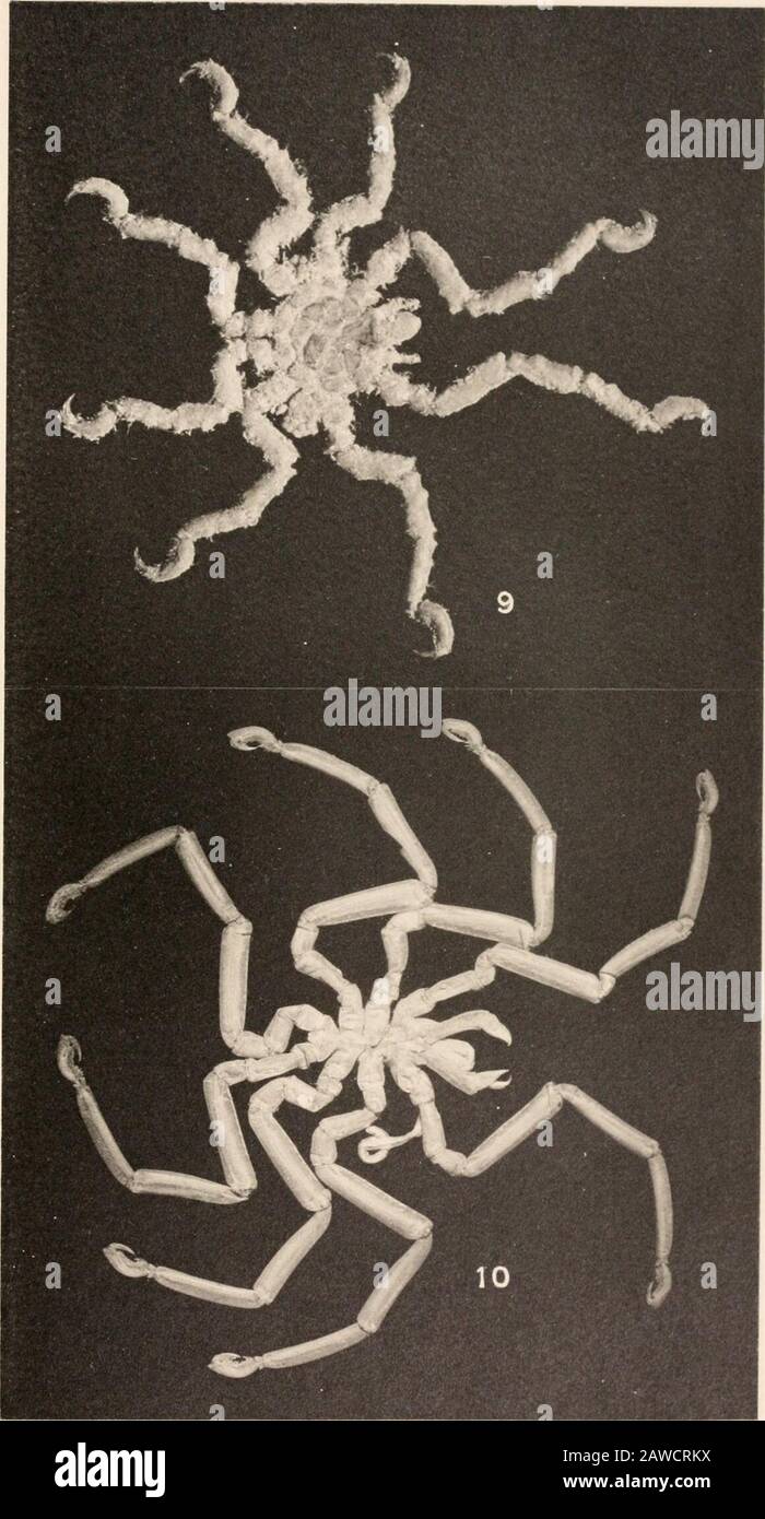 Harriman Alaska serie . PYCNOGONIDA HELIOTYPE CO.. BOSTON. PIASTRA XIII. FIG. 9. Clotenia occidentalis sp. Nov., maschio (lotto 16), dall'alto. (L'aspetto peculiare di questo campione è dovuto in parte all'adesione di particelle di sporco.)10. Phoxichilidiumfemoratum (Rathke), maschio (Lotto 5), dall'alto. (3°4) H. A E. VOL. X PIASTRA xni. PYCNOGONIDA MELIOTYPE CO.. BOSTON. PIASTRA XIV. Fig. II. Halosoma mridintestinalis gen. Nov., sp. Nov., female (?) (Lotto 28), fromsopra. 12. Anoplodactyhis erectus sp. Nov., maschio (lotto 13), dall'alto. 13. Pycnogomtm stearsi Ives, femmina (lotto 17), dall'alto. 14. Pycnogonum s Foto Stock