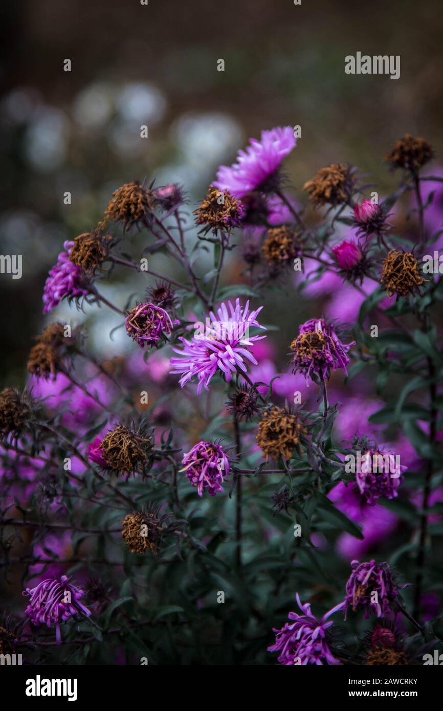 Immagini di fiori obsoleti e sbiaditi su verde scuro chioma Foto Stock