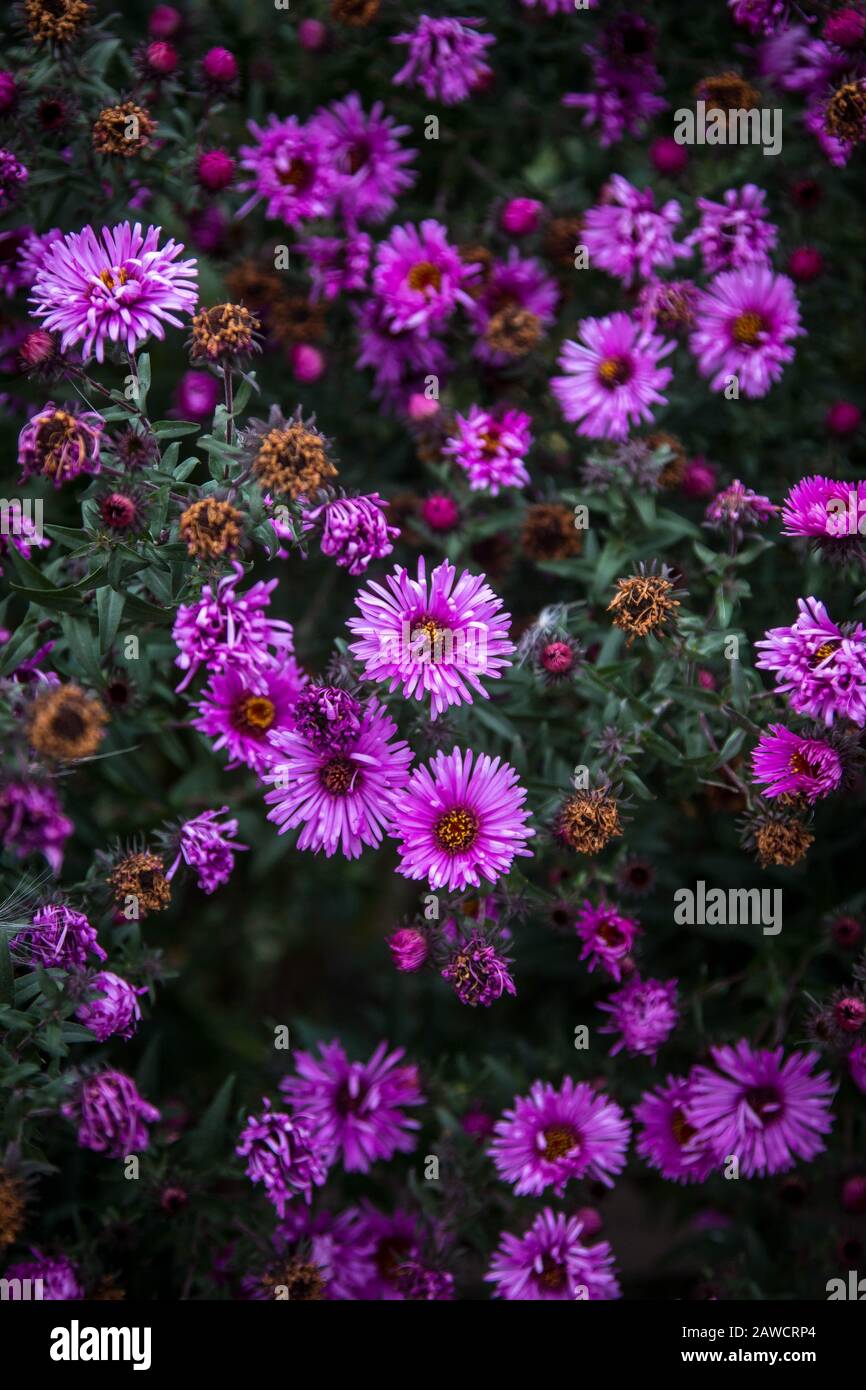 Immagini di fiori obsoleti e sbiaditi su verde scuro chioma Foto Stock