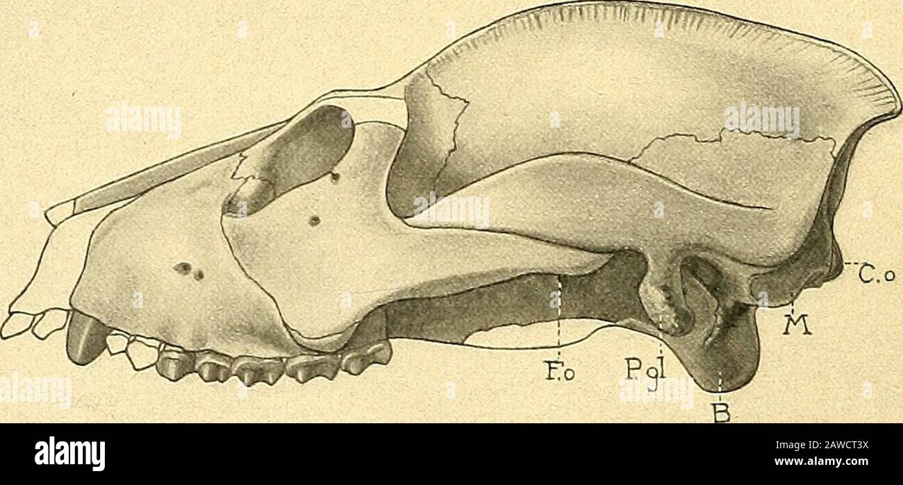 Die Säugetiere des schweizerischen Eocaens : critischer Catalogo der Materialien . , zugleichein Stück des maxillaren Orbitalrandes darstellt. Erst die ottuse, kaum als cristaferior zu bezeichnende, hintere Umgrenzung des Foramens liegt auf lacrymalemGebiet. In der vordem innern Orbitalwand besitzt das Lacrymale nach MajorsErmittlungen eine nicht unbeträchtliche Ausdehnung. An den mir zur Verfügungstehenden Schädeln des Adapis parisiensis lässt sich nicht die ganze Umgrenzungdes Knochens feststellen; wir werden dieselbe unten, bei Adapis magnus, kennenlernen. Auch über die Frage, ob bei Adap Foto Stock