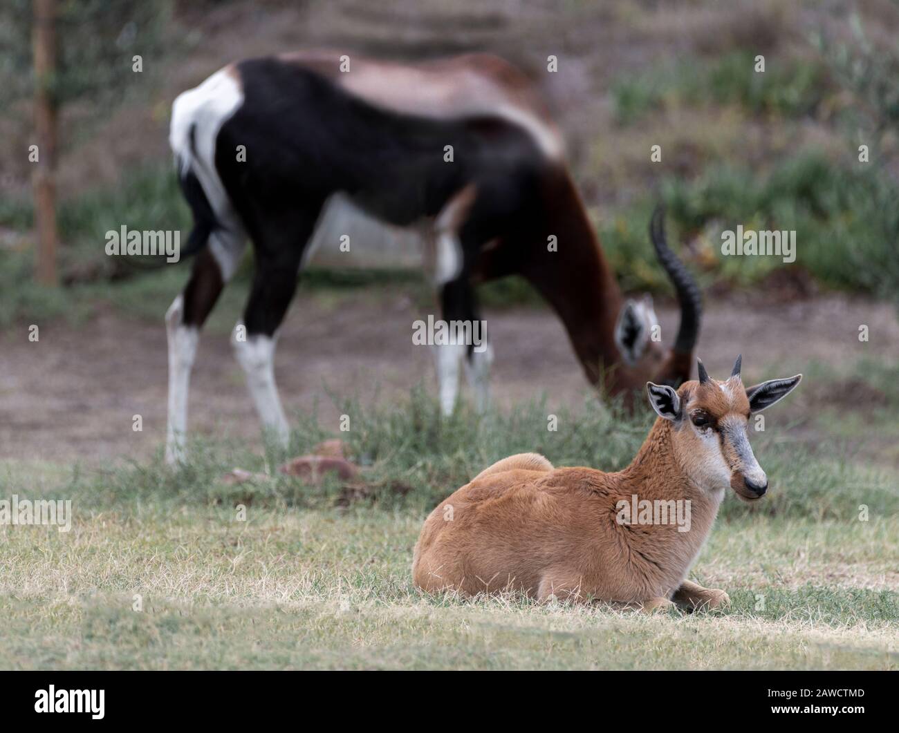 Bontebok con giovani nel Parco Nazionale di Bontebok, Swellendam, Capo Occidentale, Sud Africa Foto Stock