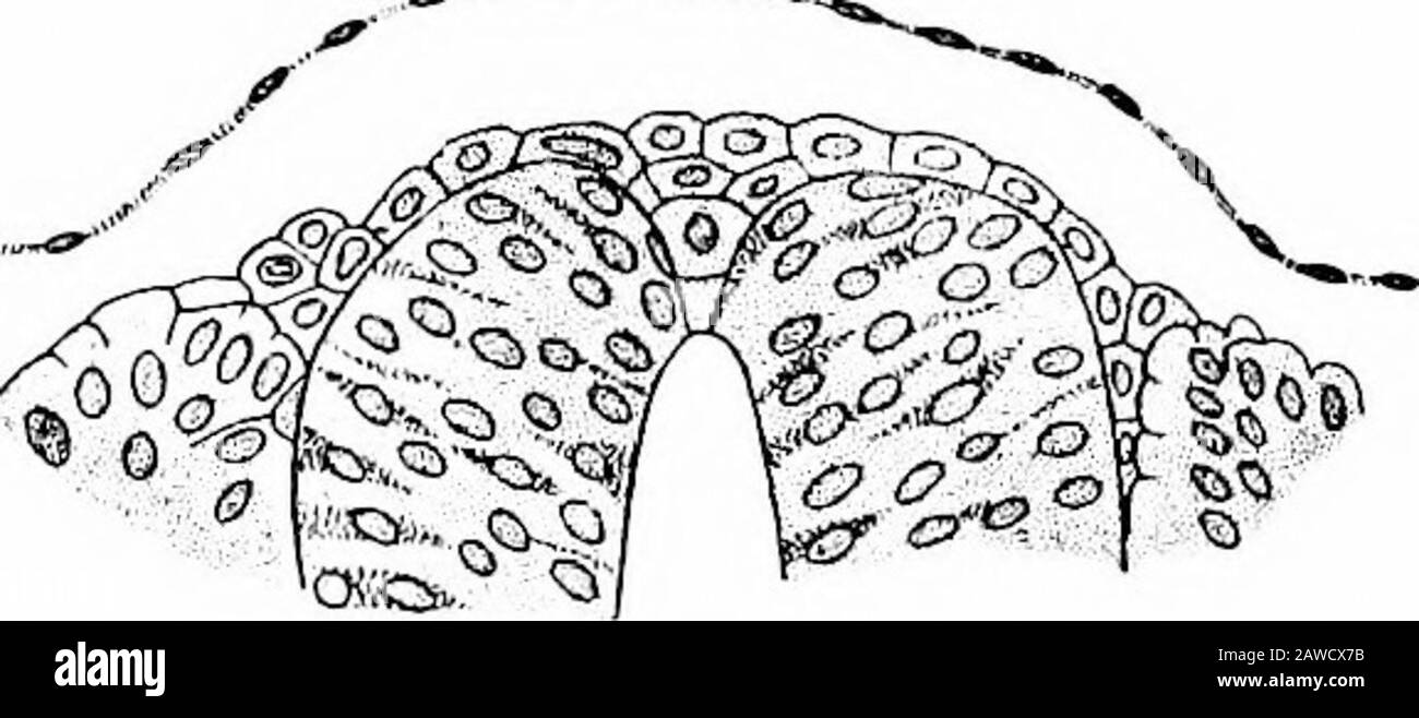 Lo sviluppo del corpo umano; un manuale di embriologia umana. Sed (Fig. 42), le cellule che giacciono lungo la linea di transizione tra le labbra della scanalatura e l'ectoderma generale formano una cresta distinta prontamente ricog-nizzata in sezioni e denominata cresta neurale (Fig. 213, A). Quando le cellule della cavità della scanalatura si uniscono per formare una massa a forma di cuneo, completando la chiusura del canale (Fig. 213,B), e in seguito proliferano in modo da estendere in esterno la superficie del thecanal (Fig. Dato Che questa proliferazione è più attiva nei re-ioni della cresta a cui corrisponde Th Foto Stock
