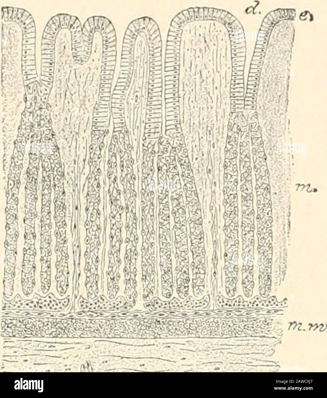 Fisiologia umana. Eroria della secrezione interna, a partire dal fatto chatdopo la ligazione dei dotti o dei lobi pancreatici interni in terabbit, le isolette sono state lasciate inalterate, mentre gli alveoli weremodified e scomparso, senza causare alcun vero diabete. Lo stesso fatto era stato descritto da Vassale dieci anni prima, ma non con l'intenzione di localizzare la secretionina interna nelle isolette: Ha semplicemente cercato di contraddire Lewaschew, affermando il carattere unitario dei due tessuti pancreatici. Mankowski e Lombroso non sono riusciti a confermare i risultati di Schultze e Ssobolew. Hanno trovato la Foto Stock