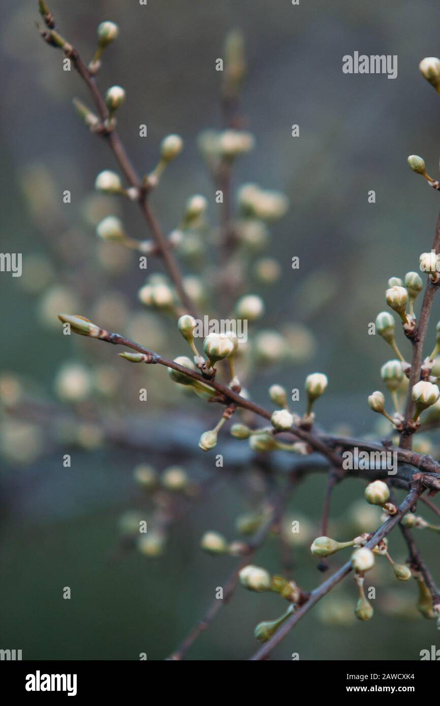 germogliare su un albero salice in una vacanza di primavera in una mattina soleggiata Foto Stock