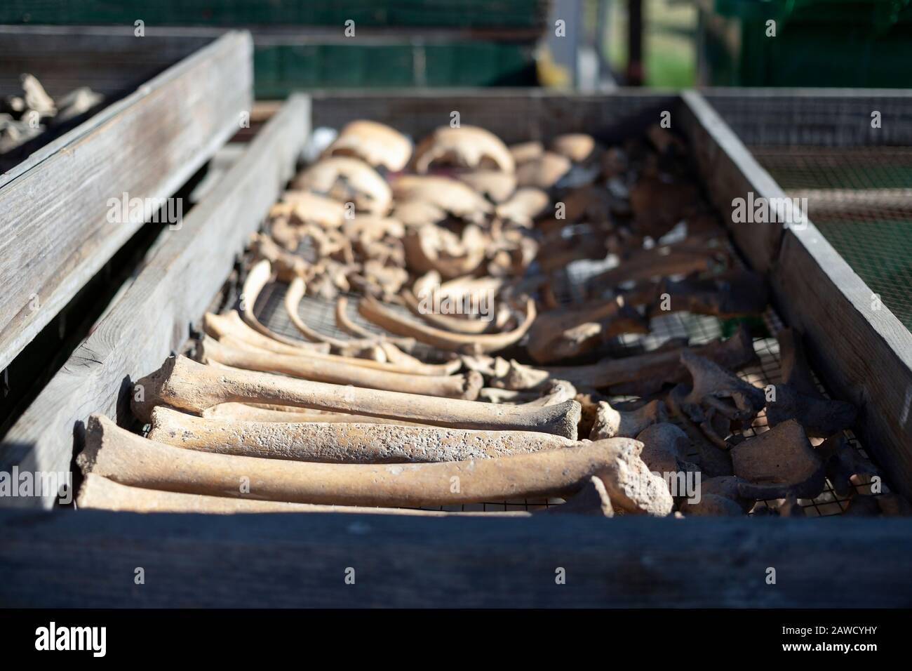 Serbia, 27 settembre 2019: Resti umani dissotterrati nel sito archeologico di Vinča Foto Stock