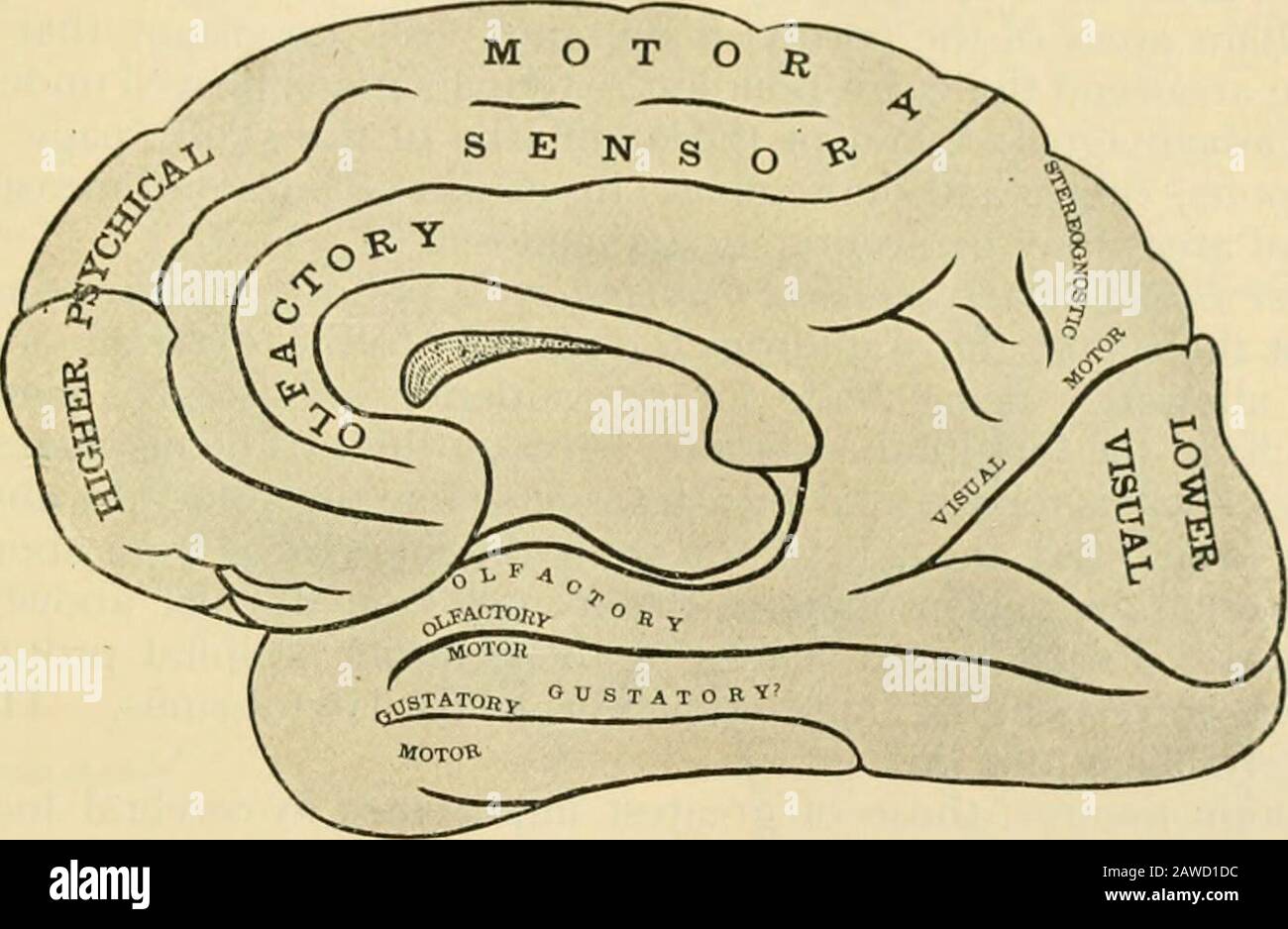 Anatomia umana, compresa la struttura e lo sviluppo e considerazioni pratiche. Dalla parte posteriore della terza conxoluzione frontale rij^ht, l)ut a sinistra è probabilmente il centro principale. Nella prima conxoluzione temporale sinistra è l'aiuiiorv ccnlrc per il parlato, una lesicjiiof che porta ad una perdita di memoria per i suoni di parola, anche se le audizioni possono essere indisturbate. Il centro per la memoria di pri)ited -cord è probabilmente a sinistra an i,^ular i^yrus ;e una lesione tliere probabilmente causa una perdita della capacità di leggere o tf) comprensive lanouatie scritte, anche se il comune sij^ht è undisturbare Foto Stock
