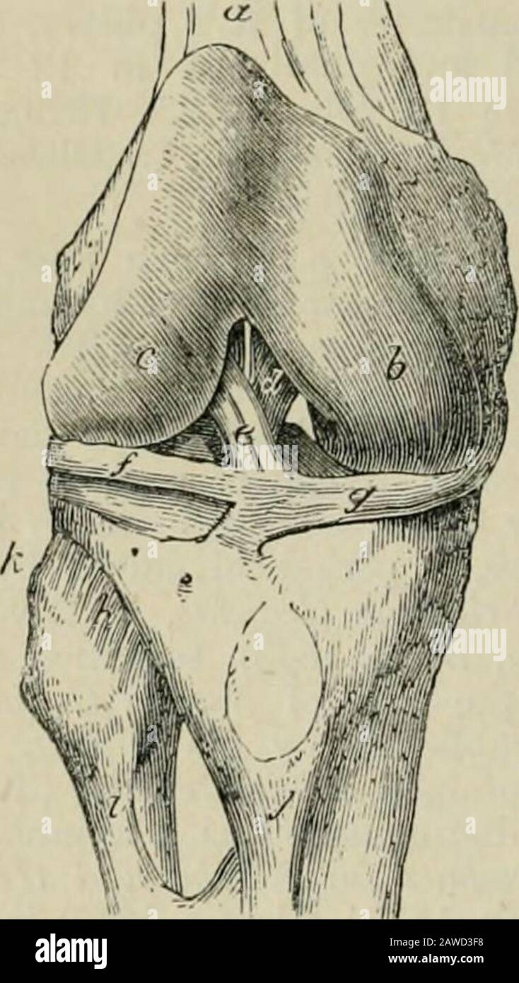 Enciclopedia delle Camere; un dizionario di conoscenza universale . - itsinterior. I legamenti esterni più importanti sono il Legamento anteriore o Il Legamentum rotulce, che isin realtà quella porzione Del Quadricipite estesorCruris che è continuata dal ginocchio-cappuccio al tubercolo della tibia (vedere figura); un legamento interno e due legamenti laterali esterni; un posteriore. Vista interna del ginocchio Destro.(Da Grays Jluman Anntomy.)a, il femore; b e c, i condili interni ed esterni; d e c, i due legamenti cruciali; /e g, le cartilagini semilunari esterne ed interne; k e i, Foto Stock