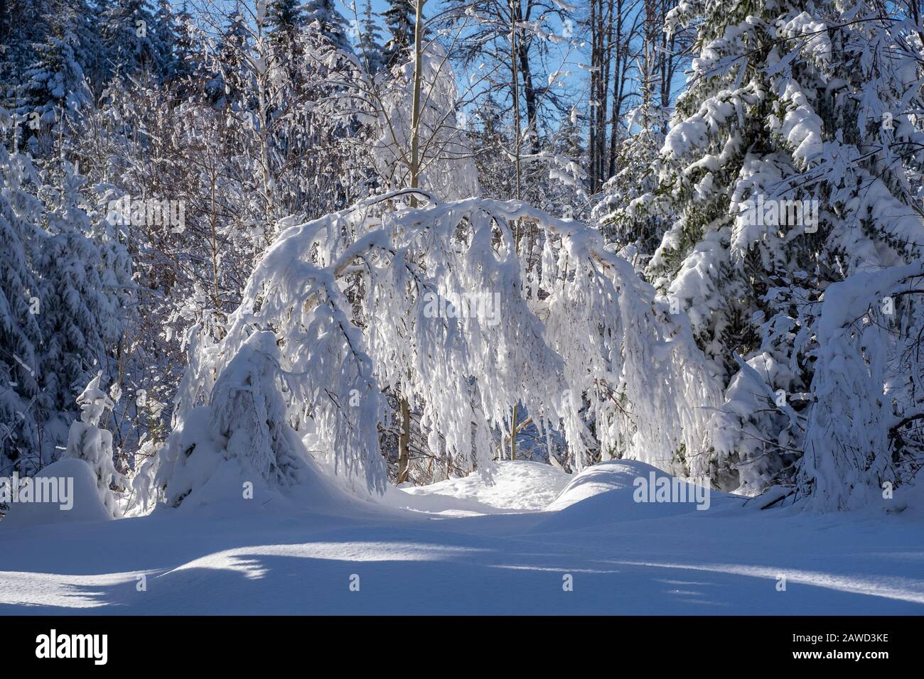 Salvia invernale nella montagna Vitosha, Bulgaria Foto Stock