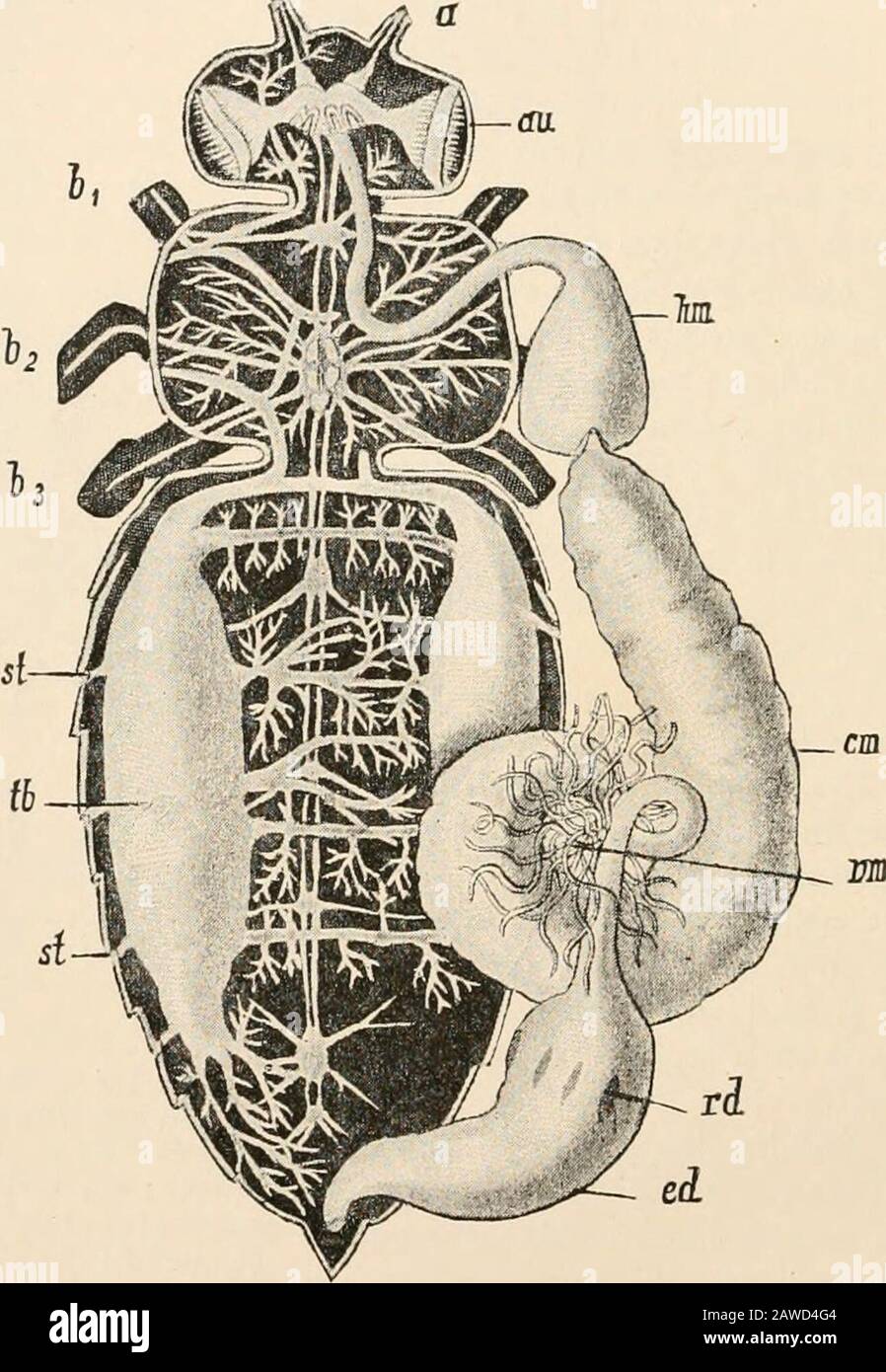 Testo-libro di anatomia comparativa . FIG. 31P.-apparato Digerente dei Caratms auratus (dopo Dufour).7:, testa con parti della bocca ; oc, ceso-phagus; in, crop (hifduvies); j/c,stomaco masticatorio ; cd, chyle stom-ach coperto con villi; r7ii,Mfilpi^hianvessels; ed, hind-with rectum 462 CHIND-a COMPARATIVE loop of the AP loop. 322). I 2 arti del cappio crescono insieme per una certa distanza, e si avvolgono l'uno intorno all'altro in questa parte. Nelle larve di alcuni Hymenoptera, Neuroptera, Myrmekon e Dipt/ r«(Pupipara) il budello centrale finisce ciecamente e non è ancora collegato con il budello, Foto Stock