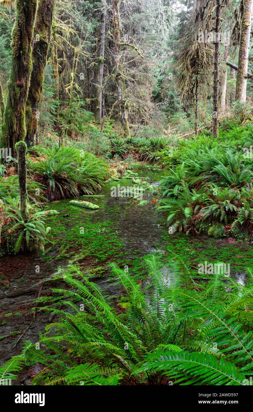 WA17399-00....WASHINGTON - Taff Creek lungo il percorso Spruce nella Hoh Rain Forest del Parco Nazionale Olimpico. Foto Stock