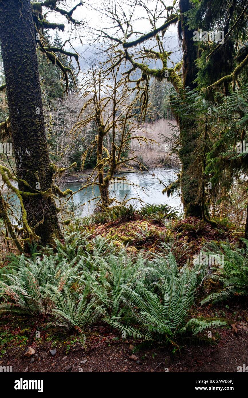 WA17400-00...WASHINGTON - Foresta pluviale lungo il sentiero del fiume Hoh nel Parco Nazionale Olimpico. Foto Stock