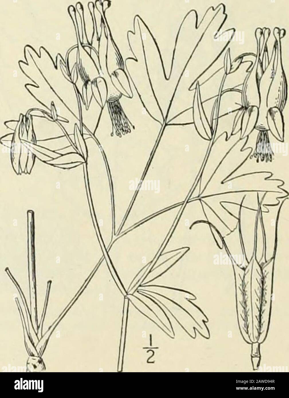 Una flora illustrata degli Stati Uniti del Nord, del Canada e dei possedimenti britannici: Da Terranova al parallelo del confine meridionale della Virginia e dall'Oceano Atlantico verso ovest al meridiano 102nd; 2nd ed. N, Boll Torr. Club 15: 97 - 1888.Aquilegia Coccinea Piccolo, Boll N. Y. Bot. Gard. I: 280. 1899. Glabrous o piuttosto pubescent, i°-2 alto, ramificazione. Foglie inferiori e basali slanciate-peti-oled, biternate, 4-6 larghe, il massimo leaflettssessile o su stocchi molto corti, obovate, ottuse, cuneate, obtusely lobed e dentato, pallide sotto;foglie della parte superiore del gambo Foto Stock