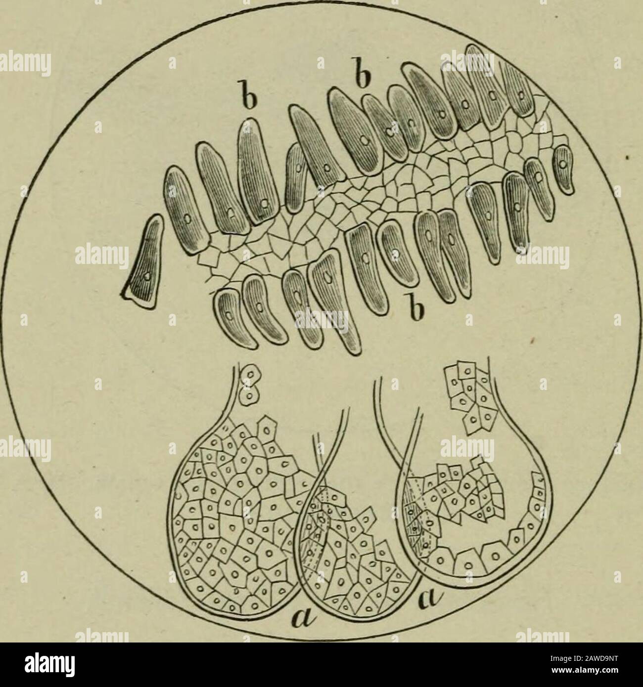 Ophidians, disposizione zoologica dei generi differenti, compreso le varietà conosciute in America del nord e del sud, le Indie orientali, il Sudafrica ed i veleni di AustraliaTheir e tutto quello che è conosciuto dei loro galls di NatureTheir, come antidotes al serpente-veleno. . fter contatto con veleno. Di S. WeirMitchell, M.D. Struttura del Venom- Gland. La sfigma mostrata in Fig. 15 dà il perlato microscopico della struttura della velina. La coeca si trova al centro e i condotti sono disposti su entrambi i lati paralleli tra loro. Al di fuori dello strato cellulare, il veleno-dotto è fatto upprincipa Foto Stock