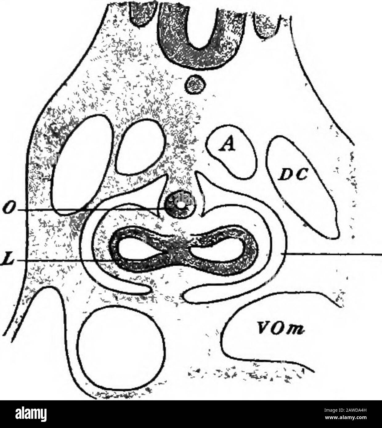 Lo sviluppo del corpo umano; un manuale di embriologia umana. ND Perito- neum, British Medical Journal, 1, 1885 CAPITOLO XII LO SVILUPPO DEGLI ORGANI OFRESPIRATION. Lo sviluppo Dei Polmoni.-la prima indicazione dei polmoni e della trachea si trova in embrioni di circa 3,2 mm. Sotto forma di scanalatura sulla superficie ventrale dell'esofago, in un primo tempo estendendosi quasi per tutta la lunghezza di quella porzione del tratto digestivo.-La prima indicazione dei polmoni e della trachea si trova in embrioni di circa 3,2 mm. Quando l'esofago allunga le costole polmonari connesse con la porzione di itsupper (Fig. 168,A), e solchi che ap-pera lungo la linea di giunzione della scanalaturee t Foto Stock