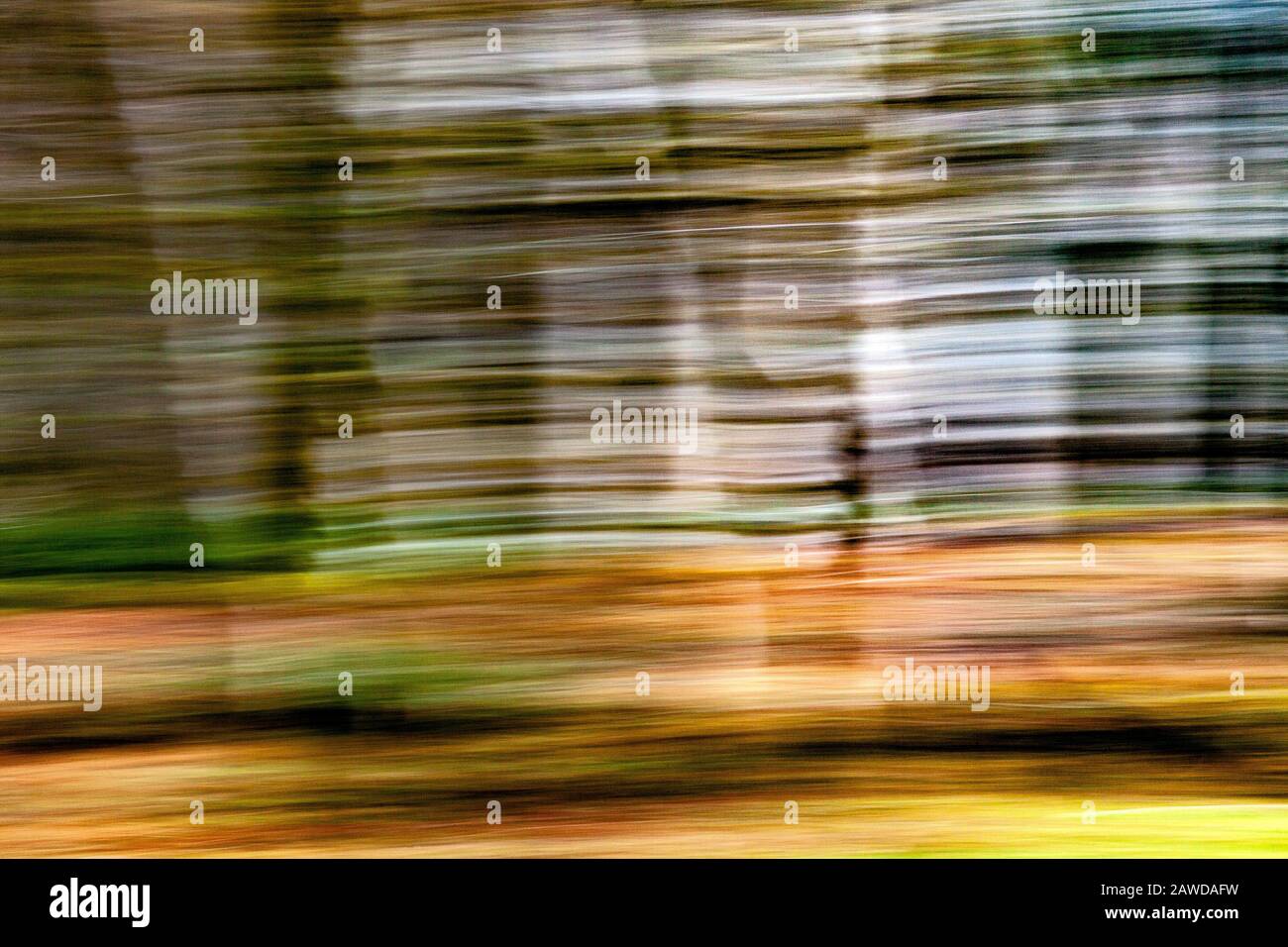 WA15421-00....WASHINGTON - Abstract Trees nel Parco Nazionale Olimpico. Foto Stock